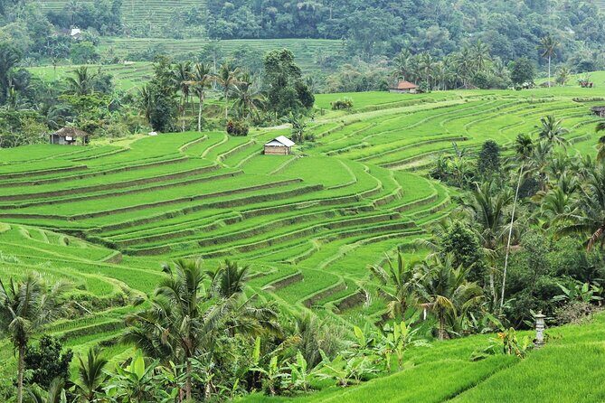 Bali UNESCO Sites: Water Temples and Jatiluwih Rice Terrace Tour - Stop 3: Jatiluwih Rice Terraces and Why They Feel Like a Living System