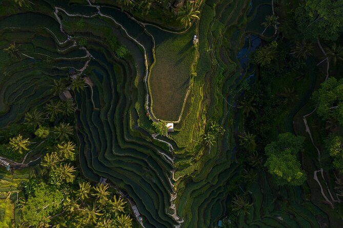 Best Day Tour - #1 Ubud Top Attraction - Key highlights you’ll feel right away