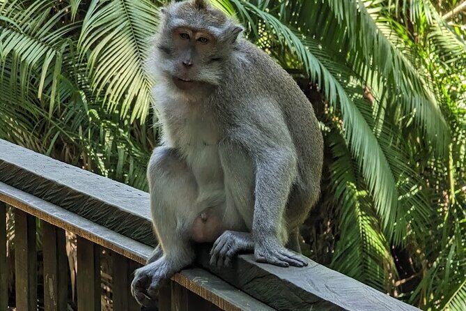 Best of Ubud Village Private Tour with Jungle Swing All Inclusive - A Smooth 8-Hour Loop Through Ubud’s Water, Swing, Rice, and Monkeys