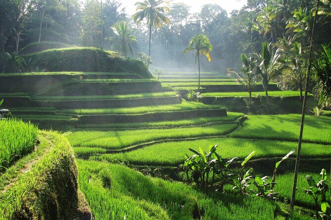 Best of Ubud: Waterfalls, Temple & Rice Terraces Private Day Tour - OKA Agriculture Bali: coffee plantation walk and tastings (including Luwak)