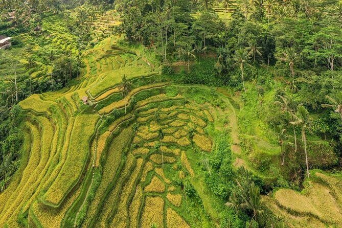 Best of Ubud: Waterfalls, Temple & Rice Terraces Private Day Tour - Tirta Empul Temple: holy spring water and a purification ritual