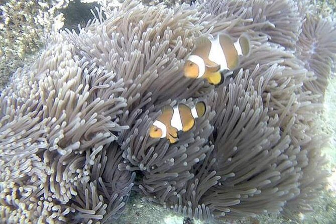 Blue Lagoon & Tanjung Jepun Snorkeling Private Tour - Ubud to Padang Bai: the ride that sets the tone