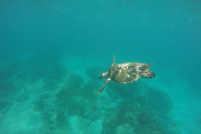 Blue Lagoon & Tanjung Jepun Snorkeling Private Tour - Price and value: what you’re actually paying for