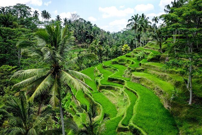 Central Bali Tour: Ubud Village, Kintamani Volcano, and Waterfall - Guides and private transport: what comfort looks like on this route