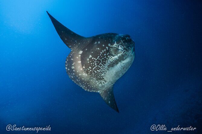 Certified Scuba Dive with Manta Rays (Open Water Diver minimum) - Manta Point and Crystal Bay: what you’re really swimming for