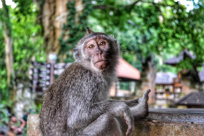 Cretya Ubud and Monkey Forest Sanctuary Tours - Timing and how the day will feel (about 10 hours total)