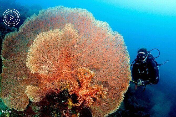 Discover Scuba Diving in Pemuteran at the Biorock site,1 shore dive all included - How Pickup and Group Size Affect Your Comfort Level