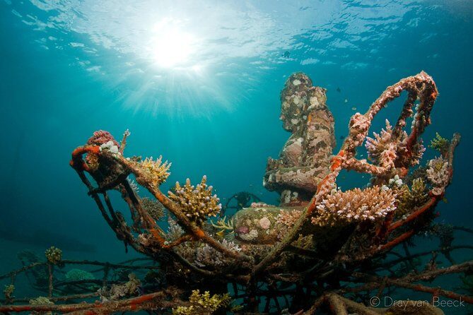 Discover Scuba Diving in Pemuteran at the Biorock site,1 shore dive all included - Biorock From the Shore: Easy Access, Better Encounters, Real Reef Texture