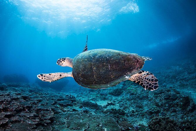 Discover Scuba Diving in Pemuteran - Diving Initiation in Bali (Menjangan Park) - First Underwater Session in Menjangan Park: Skills Before Wonder