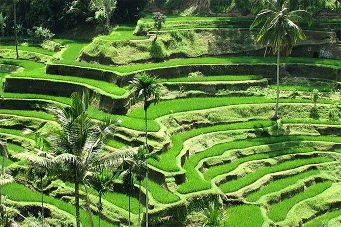 Discover the best waterfalls in Ubud and rice terraces tour - Tegalalang rice terraces: see working farmers, not just scenery