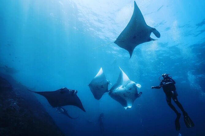 Diving with Manta Ray at Nusa Penida - Key Highlights I’d Plan Around