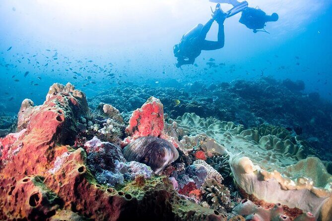 Diving with Manta Ray at Nusa Penida - Why Nusa Penida’s Manta Point Is the Main Show