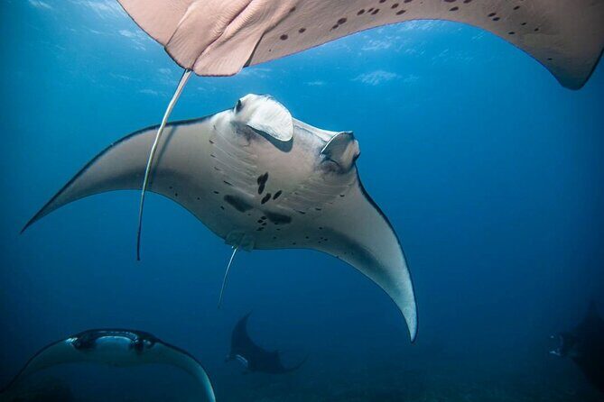 Diving with Manta Ray at Nusa Penida - Getting to Banjar Nyuh Port: Pickup Rules That Can Surprise You