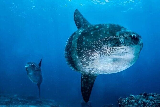 Diving with Manta Ray at Nusa Penida - Food and Comfort: Small Inclusions That Make the Day Easier