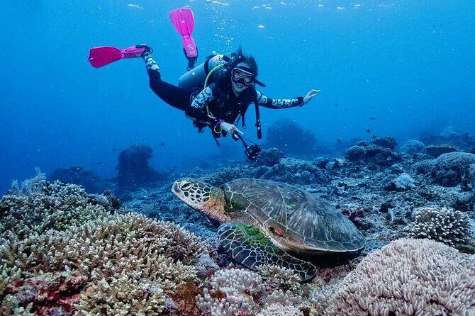 Diving with Manta Ray at Nusa Penida - The Real 4-Hour Game Plan (What Happens When)
