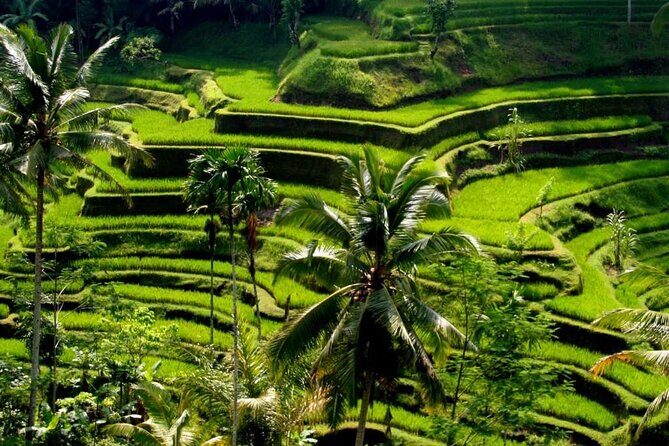 Exclusive Ubud Experience: Nature, Culture & Adventure in One Day - Quick reasons this one-day Ubud loop is worth your time
