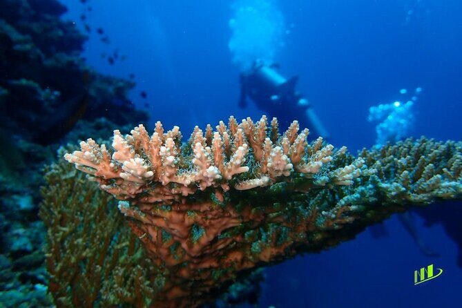 Full-Day Scuba Diving Experience of USAT Liberty in Tulamben - Who This Suits Best (And Who Might Want a Different Plan)