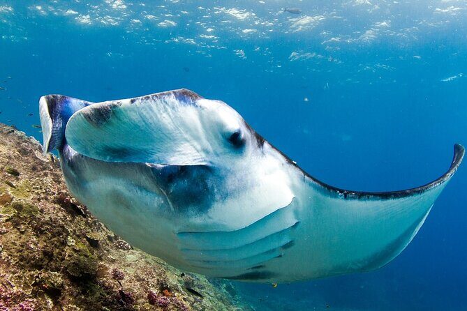 Full-Day Tour in Nusa Penida Island + Snorkeling Experience - GT Point and Manta Bay: the manta-ray goal