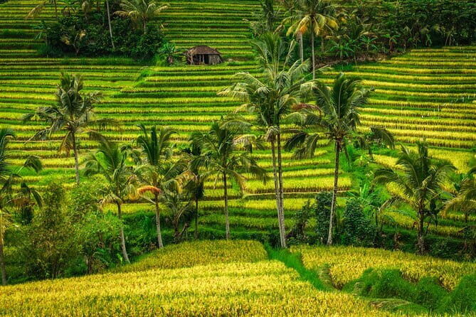 Full Day Tour to Water Temples UNESCO Rice Terraces in Bali - Jatiluwih Rice Terraces: Huge Views and a Working Irrigation Lesson