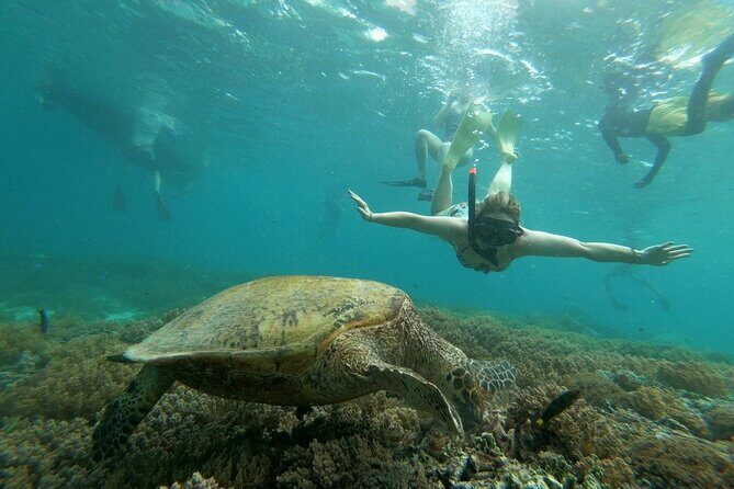 Gili island Snorkeling Half Day Trip departure from Gili Trawangan - Value for $18: what you’re really paying for