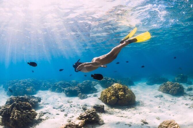 Gili Trawangan : Private Snorkeling with 3 spots or 4 spots - Stop 1: Blue Coral Reefs and First Snorkel Wins