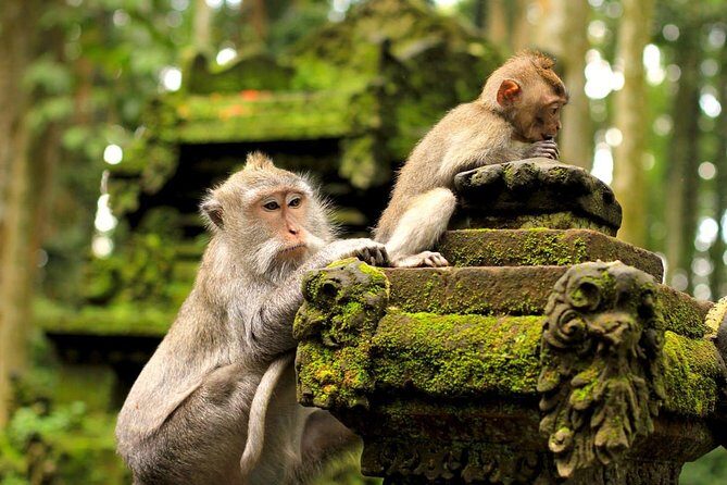 Half Day Ubud Tour: Ubud Unique Spots - Should You Book Half Day Ubud Tour: Ubud Unique Spots?