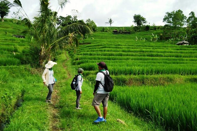 Jatiluwih full day e-bike cycling with lunch & trekking program - How guides and pacing shape the whole day