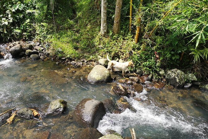 Jungle Trekking at Mt. Batukaru, scenic Waterfall & village life - Coffee break in the jungle, then straight to village life