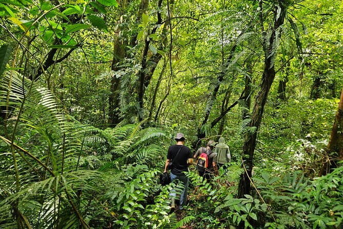 Jungle Trekking at Mt. Batukaru, scenic Waterfall & village life - From Sanur out to the mountain: rice terraces, villages, and a 7:00am start