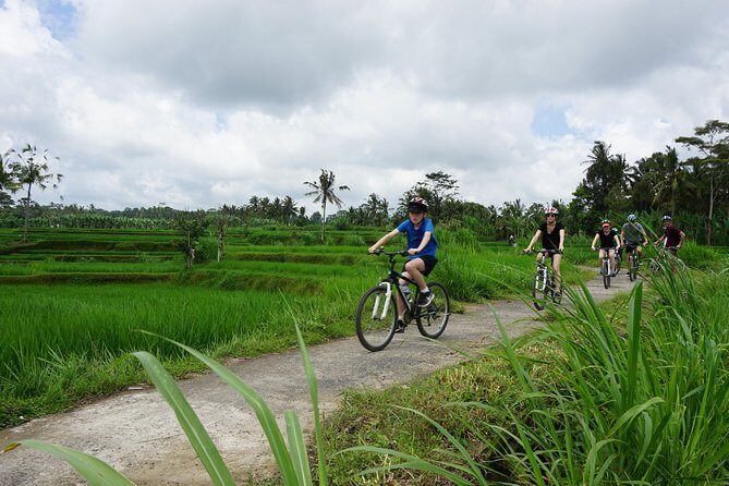 Kintamani Cultural and Nature Cycling Tour ( Manual Bike ) - Ubud pickup, culture stops, and two rice-terrace worlds