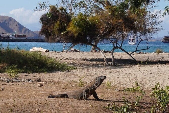 Komodo Islands with Speedboat in Labuhan Bajo - The Key Moves to Know Before You Go