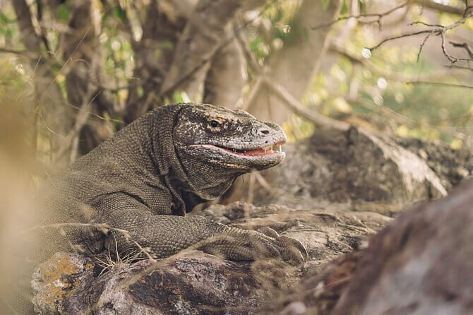 Komodo Islands with Speedboat in Labuhan Bajo - Stop 3: Komodo Island and the Ranger-Led Dragon Habitat Walk