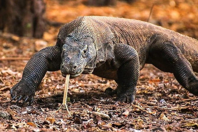 Komodo Islands with Speedboat in Labuhan Bajo - Stop 4: Taka Makassar for Shallow Water and Coral-Spotting