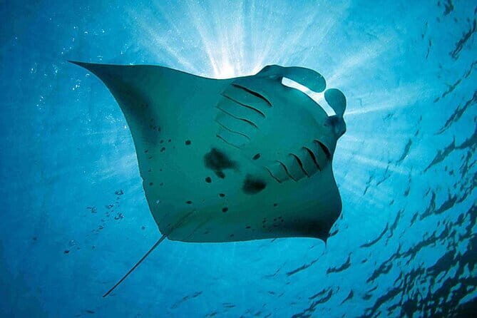 Lembongan Snorkeling at Manta Bay, Crystal Bay and Mangrove - What you get for the $23.53 price (and why it’s not just cheap)