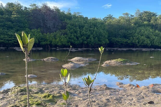 Mangrove Reforestation and Exploration around the Nusa Islands - Planting 10 mangroves: what your work looks like on the ground