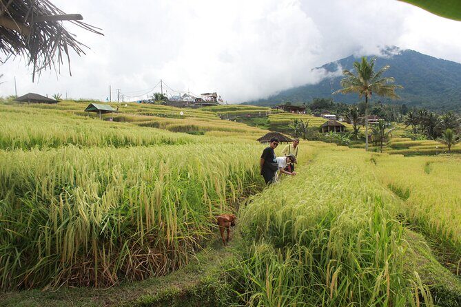 Munduk Private Customized Highlights Tour - Key Points to Know Before You Go
