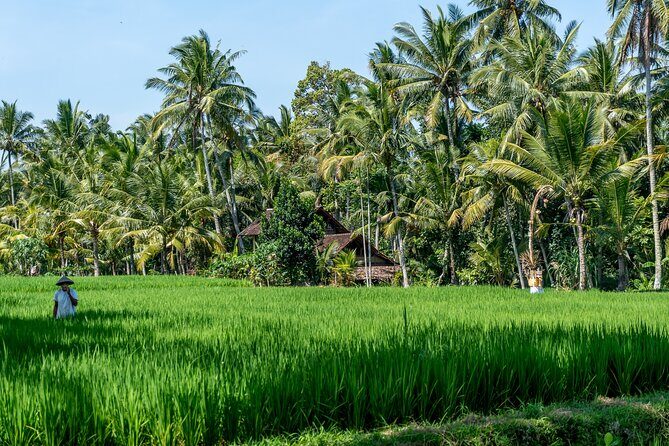 Munduk: Tamblingan jungle trek, waterfall, Ulun Danu temple - Getting there from Ubud: an early 8:00 am start and comfortable transport