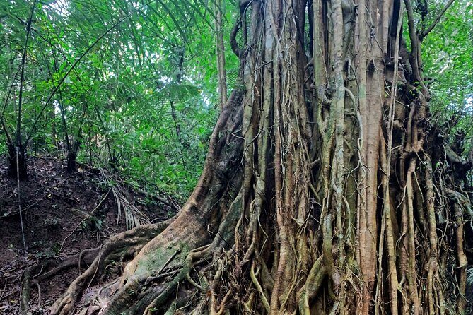 Munduk: Tamblingan jungle trek, waterfall, Ulun Danu temple - The pirogue crossing on Lake Buyan and Tamblingan: quiet time between hikes