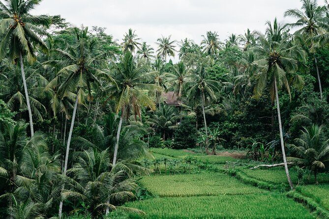 Munduk: Tamblingan jungle trek, waterfall, Ulun Danu temple - Tamblingan Lake trek: mossy old trees and a calmer pace