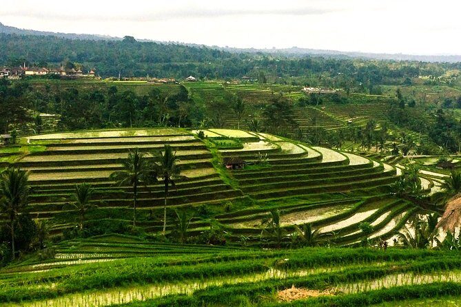Nungnung Waterfall,Jatiluwih Heritage UNESCO and Bedugul Tour - Price and what you’ll actually spend on top