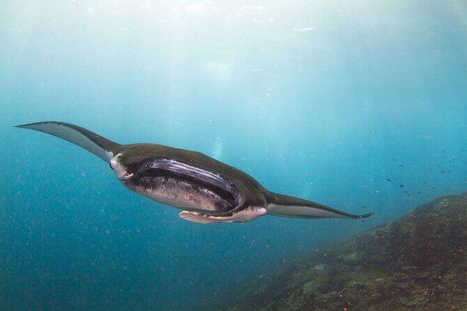 Nusa Penida 3 Fun Dives Boat Trip (For Certified Divers) - Key Highlights You’ll Notice Fast