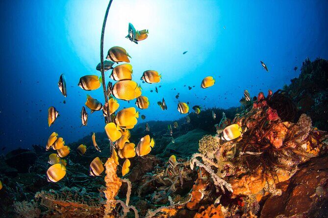 Nusa Penida 3 Fun Dives Boat Trip (For Certified Divers) - What’s Included (and What Isn’t) So You Don’t Get Surprise Costs