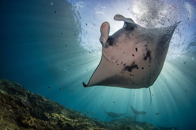 Nusa Penida : Snorkeling Trip Manta Point, Gamat Bay and Wall Bay - What you’re really signing up for (in plain terms)