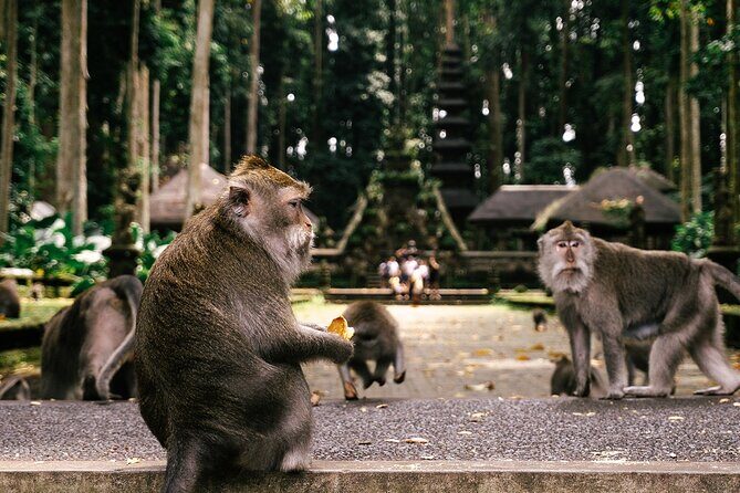 One Day Tour Ubud With Private Guide - Tegalalang Rice Terrace and Bali swing options: views first, crowds second