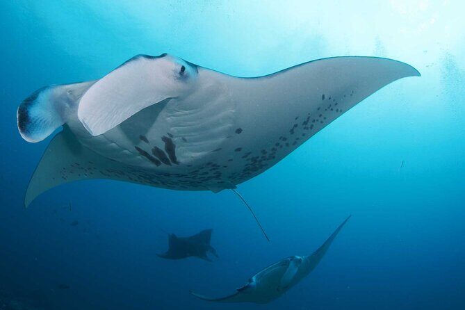 PADI Open water Course in Lembongan - Get certified & dive anywhere in the world - Nusa Penida: where the ocean days take place
