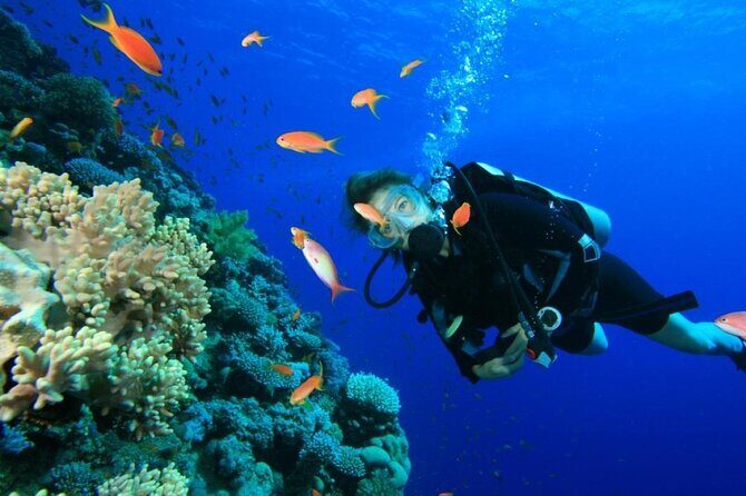 Private Diving Experience in Nusa Dua with Hotel Pick Up - A 2-hour underwater plan in Nusa Dua that fits real schedules