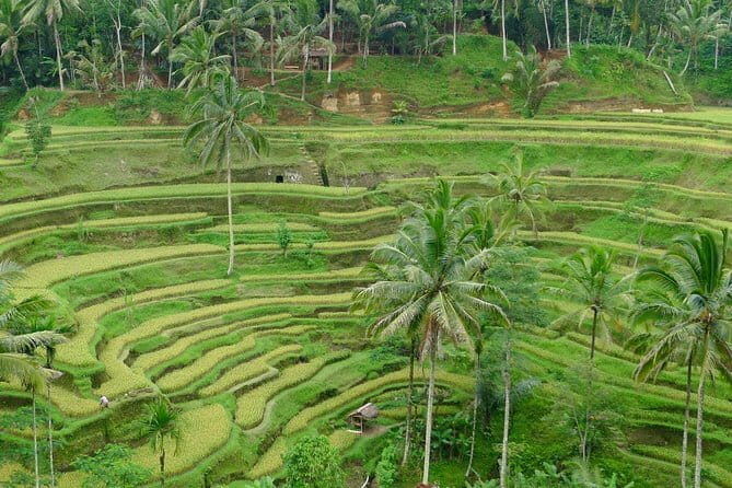 Private Shore Excursion: Highlights of Bali - Coffee at Satria Agrowisata: a low-effort taste of Bali