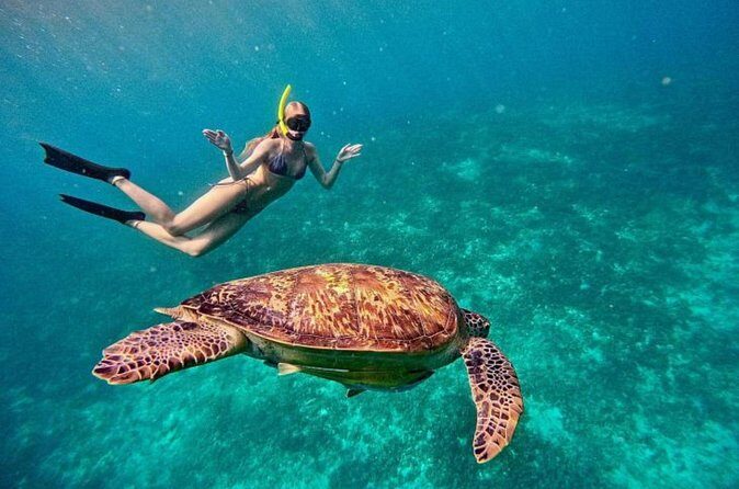 Private Snorkeling Start Gili Meno and Explore 4 Spots with GoPro - Stop 1: Blue Coral for Reef Life You Can Follow Fish-to-Fish