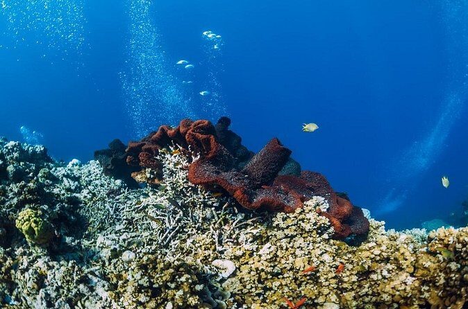 Private Snorkeling Start Gili Meno and Explore 4 Spots with GoPro - Stop 4: Fish Garden for That Friendly, All-Around Feeling