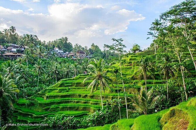 Private Tour to Sumampan Waterfall, Monkey forest, Rice terraces and Swing - d’Alas Swing: fun photos, but treat it as an activity stop